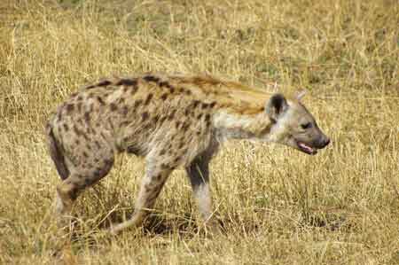 Serengeti  Tanzanie Safari Masai Mara