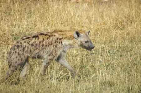 Serengeti  Tanzanie Safari Masai Mara