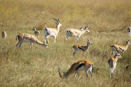 Serengeti  Tanzanie Safari Masai Mara