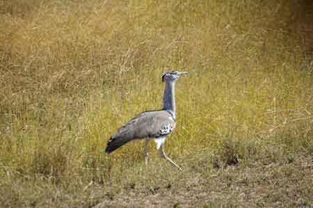 Serengeti Tisserin roux Tanzanie Safari Masai Mara