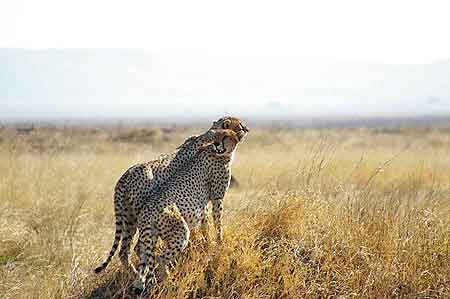 Serengeti guépard Tanzanie Safari Masai Mara