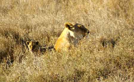 Serengeti lion Tanzanie Safari Masai Mara