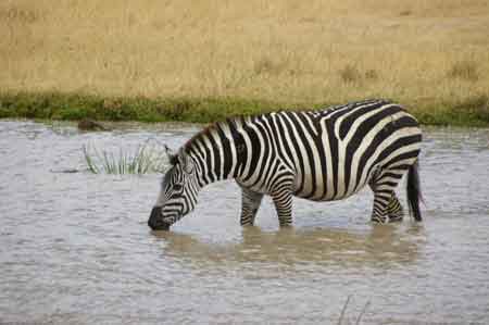  Cratère du Ngorongoro Tanzanie Safari 