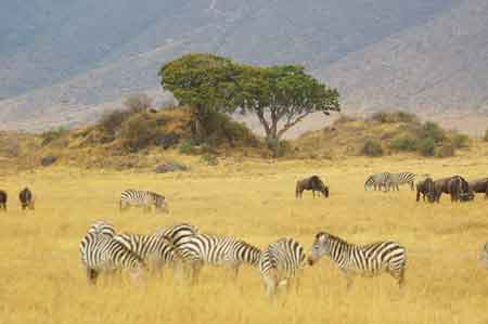  Cratère du Ngorongoro Tanzanie Safari 