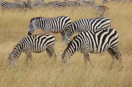  Cratère du Ngorongoro Tanzanie Safari 