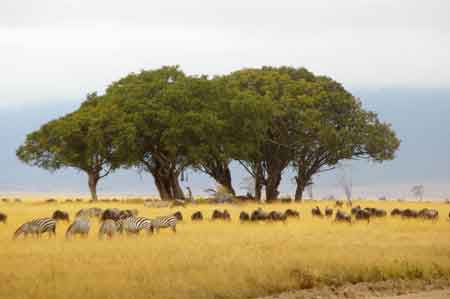  Cratère du Ngorongoro Tanzanie Safari 