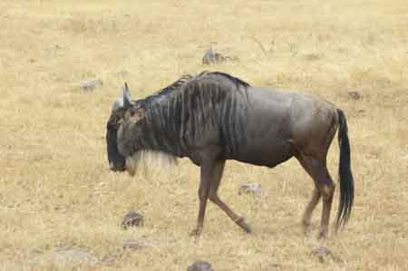  Cratère du Ngorongoro Tanzanie Safari 