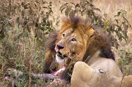  Cratère du Ngorongoro Tanzanie Safari 