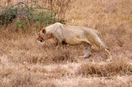  Cratère du Ngorongoro Tanzanie Safari 