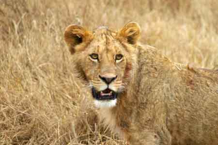  Cratère du Ngorongoro Tanzanie Safari 