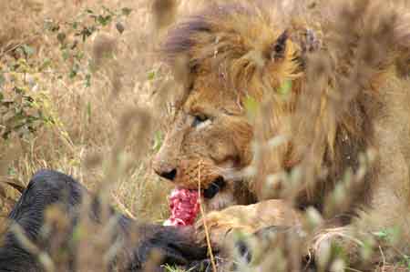  Cratère du Ngorongoro Tanzanie Safari 