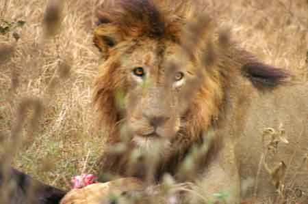  Cratère du Ngorongoro Tanzanie Safari 