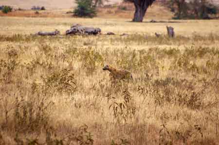  Cratère du Ngorongoro Tanzanie Safari 