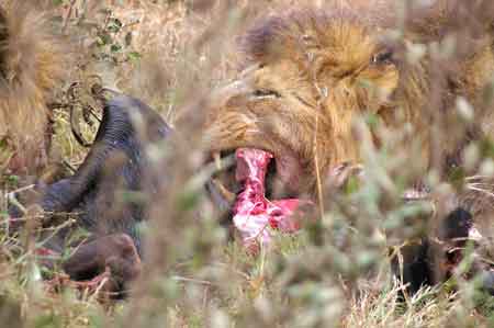  Cratère du Ngorongoro Tanzanie Safari 