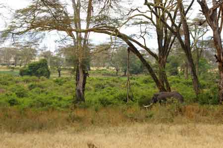  Cratère du Ngorongoro Tanzanie Safari 