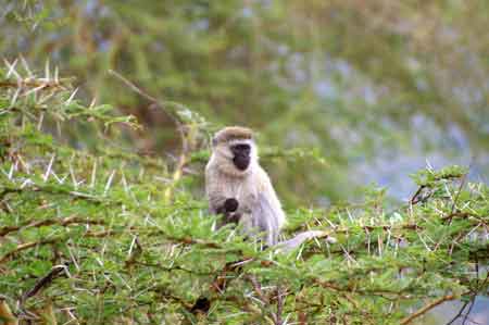  Cratère du Ngorongoro Tanzanie Safari 