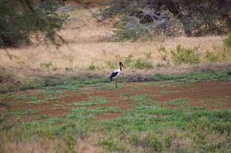  jabiru  Cratère du Ngorongoro Tanzanie Safari 