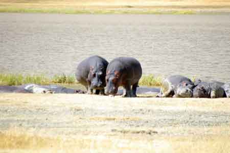  Hippopotames Cratère du Ngorongoro Tanzanie Safari 