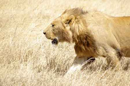  lion Cratère du Ngorongoro Tanzanie Safari 