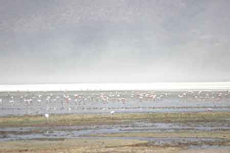  Cratère du Ngorongoro Tanzanie Safari 