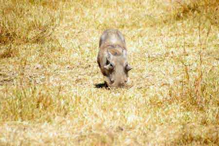  Cratère du Ngorongoro Tanzanie Safari 