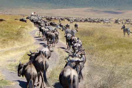  Cratère du Ngorongoro Tanzanie Safari 