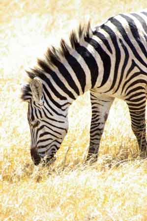  Cratère du Ngorongoro Tanzanie Safari 