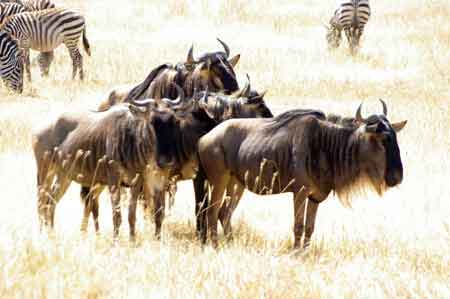  Cratère du Ngorongoro Tanzanie Safari 