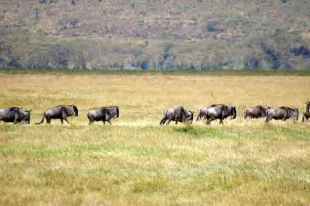  Cratère du Ngorongoro Tanzanie Safari 