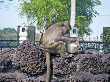 singe Loburi Thailande