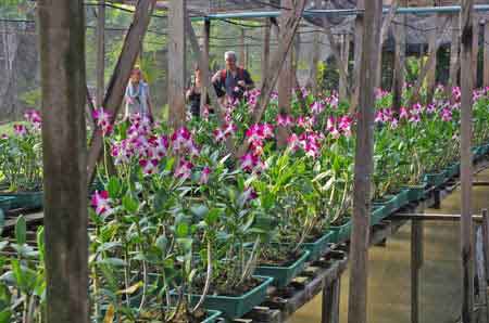 Thailande - Bangkok- ferme des orchid&eacute;es