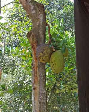 Thailande Damnoen Saduak : jardin flottant