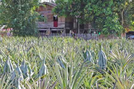 champ de culture de l'ananas Thailande
