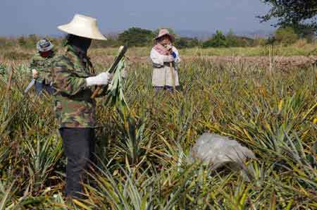 champ de culture de l'ananas Thailande