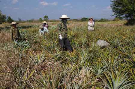 champ de culture de l'ananas Thailande