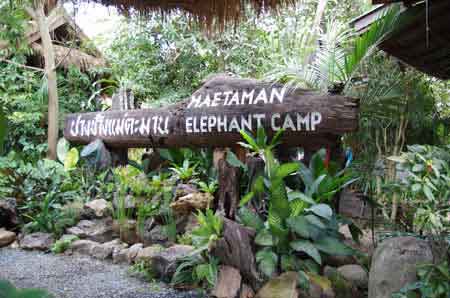 camp des éléphants de Mae Sa Thailande