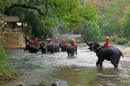 camp des &eacute;l&eacute;phants de Mae Sa Thailande