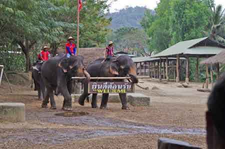 camp des &eacute;l&eacute;phants de Mae Sa Thailande