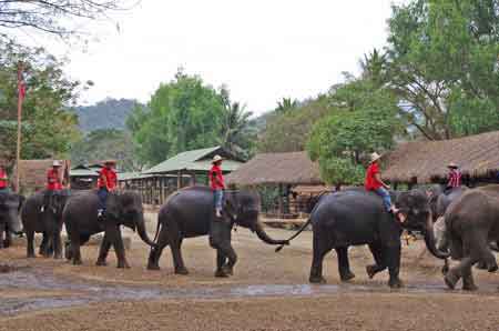 camp des &eacute;l&eacute;phants de Mae Sa Thailande