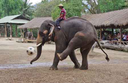 camp des &eacute;l&eacute;phants de Mae Sa Thailande