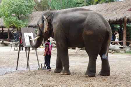 camp des &eacute;l&eacute;phants de Mae Sa Thailande