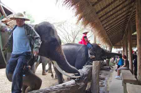 camp des &eacute;l&eacute;phants de Mae Sa Thailande