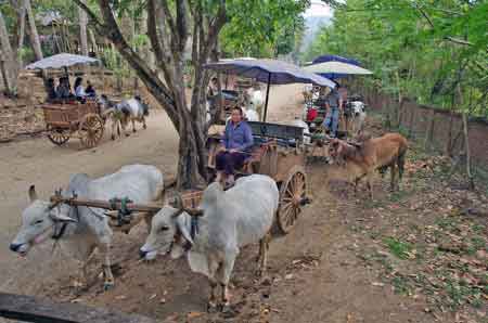 Thailande Mae Sa charettes  boeufs