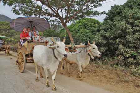 Thailande Mae Sa charettes à boeufs