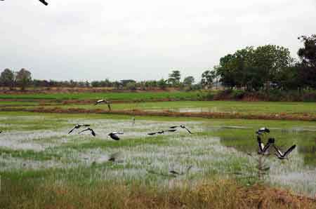 Thaïlande les rizières de Suphanburi 