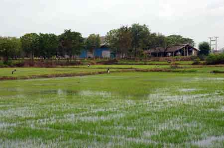 Thaïlande les rizières de Suphanburi 