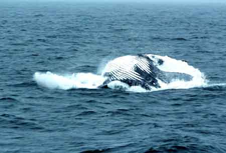 baleine au cape cod