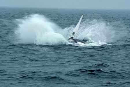 baleine cape cod