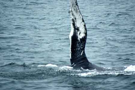 baleine cape cod