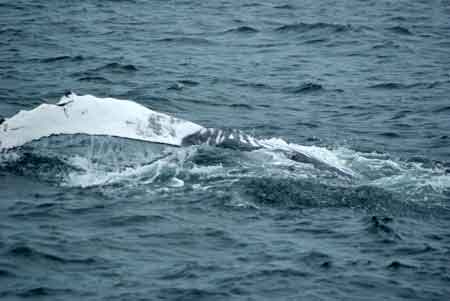 baleine cape cod